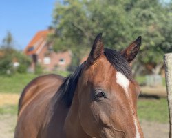 broodmare Contrissa H (Westphalian, 2011, from Contendro I)