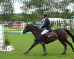 jumper Abbey M (Oldenburg show jumper, 2007, from Quidam's Rubin)