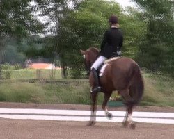 dressage horse Dimion (Oldenburg, 1994, from Don Gregory)