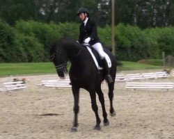 dressage horse Rosendieb (Rhinelander, 2007, from Rimini)