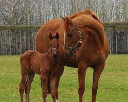 broodmare Indian Petal xx (Thoroughbred, 2009, from Singspiel xx)