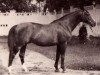 stallion Colombo (Trakehner, 1960, from Aquino xx)