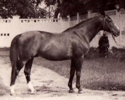 stallion Colombo (Trakehner, 1960, from Aquino xx)