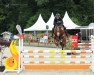 jumper Conarco (Zangersheide riding horse, 2017, from Cornado NRW)