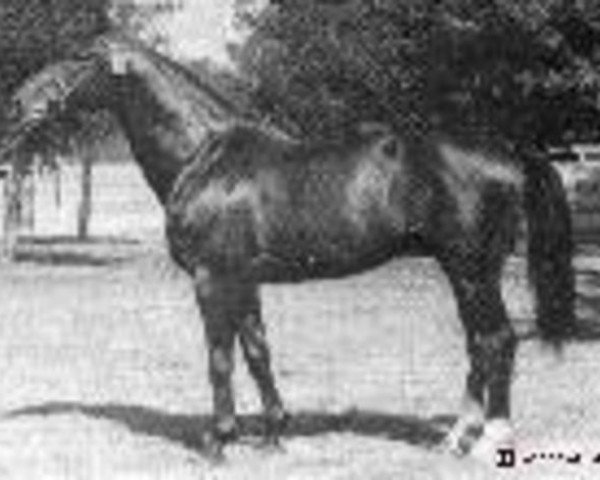 stallion Akropol (Trakehner, 1974, from Colombo)