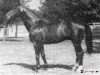 stallion Akropol (Trakehner, 1974, from Colombo)