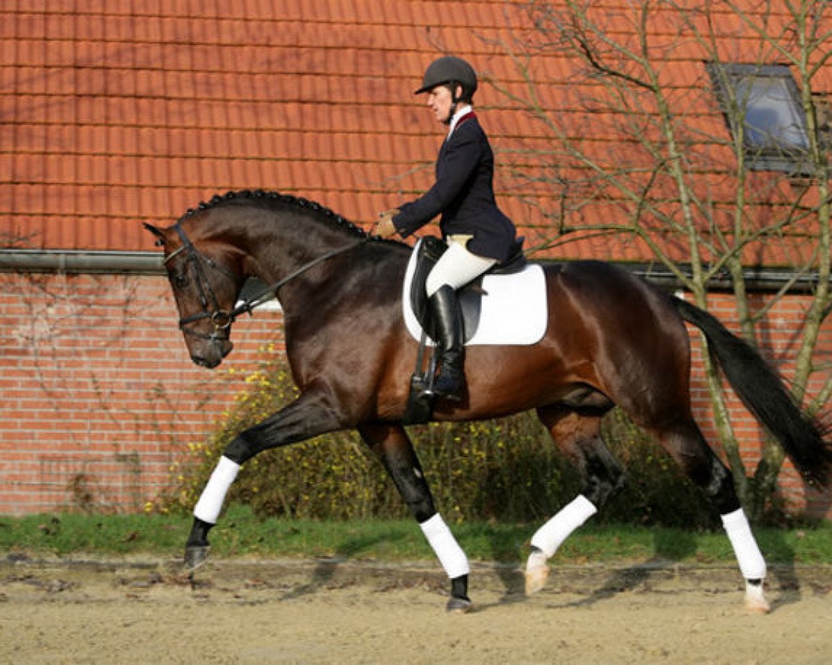 stallion Spielberg (Westphalian, 2004, from Sunny-Boy)