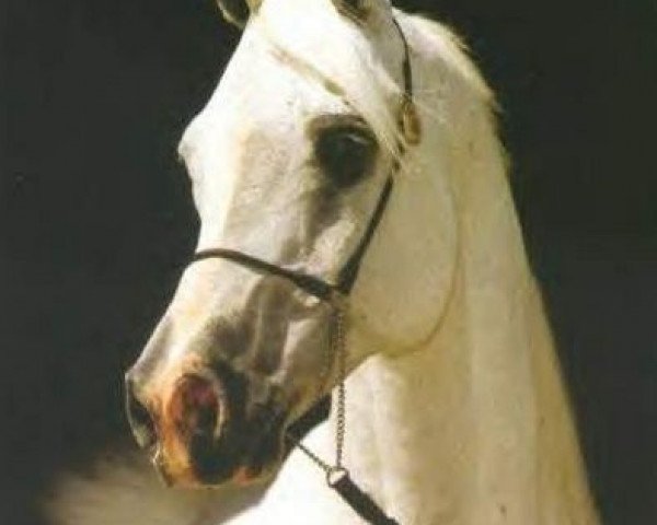stallion Shaikh Al Badi 1969 ox (Arabian thoroughbred, 1969, from Morafic 1956 EAO)