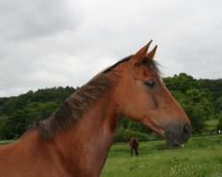 Springpferd Nadja (Brandenburger, 1998, von Nimroy B)