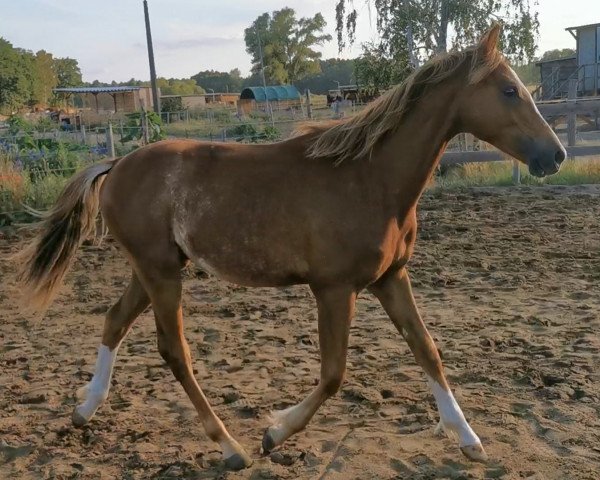 Springpferd Zazou (Deutsches Reitpony, 2021, von Van Goghs Varouche)