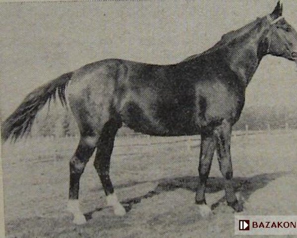 stallion Cekin 1334 (Great Poland (wielkopolska), 1964, from Pietuszok ox)