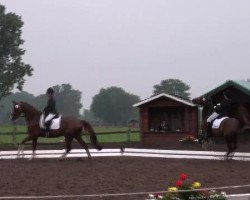 dressage horse Hollister (Saxony-Anhaltiner, 2002, from Hudson)