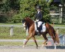 dressage horse Cupcake L (German Riding Pony, 2019, from Cooper County WE)