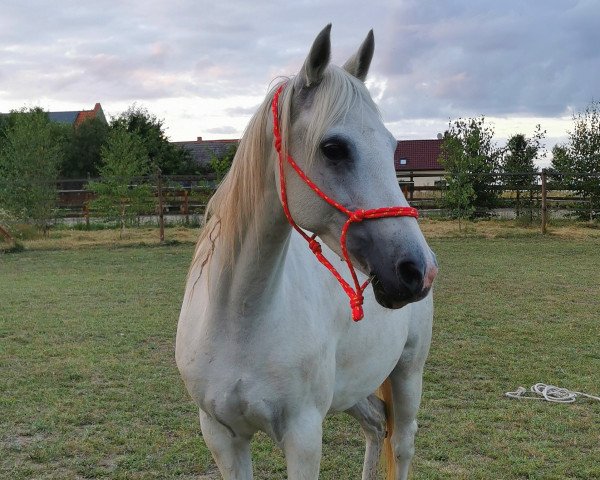 broodmare Galgenberghof's Little Luna (German Riding Pony, 2009, from Little Big Man)