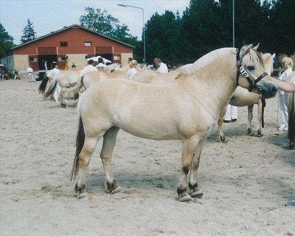 broodmare Rigmor Vårby (Fjord Horse, 1998, from Orion Halsnæs)