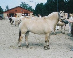 Zuchtstute Rigmor Vårby (Fjordpferd, 1998, von Orion Halsnæs)