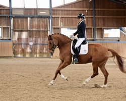 Dressurpferd Dazzling Love Gs (Deutsches Sportpferd, 2018, von Destacado FRH)