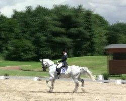 dressage horse Rhett Butler 4 (Oldenburg, 1999, from Royal Diamond)