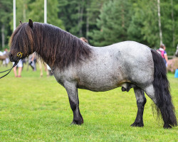 Deckhengst Smedens Remington 118 SH (Shetland Pony, 1999, von Haodo RS 348)