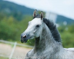 jumper Kentaki (Polish Warmblood, 2011, from Cud)