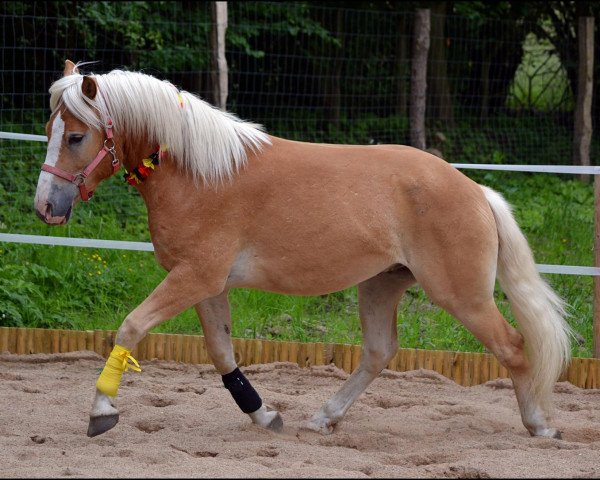 Pferd Strolch (Haflinger, 2009, von Stoanmandl-C)