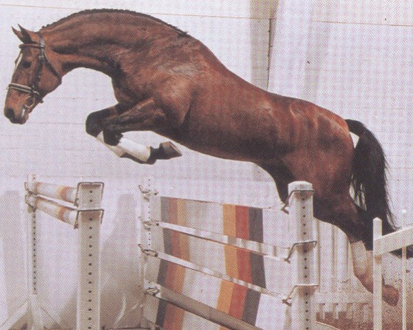 stallion Intervall (Oldenburg, 1973, from Inschallah AA)