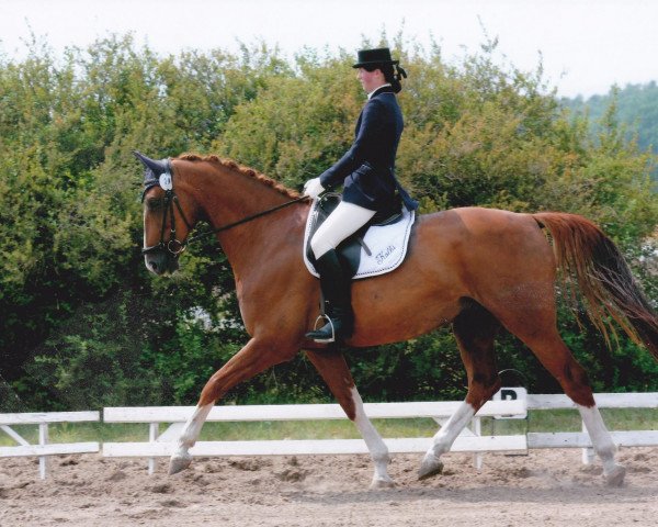 dressage horse Kolbi (Saxony-Anhaltiner, 1999, from Kolibri)