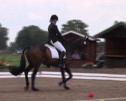 dressage horse Carlos 205 (Oldenburg, 1997, from Coriolan)