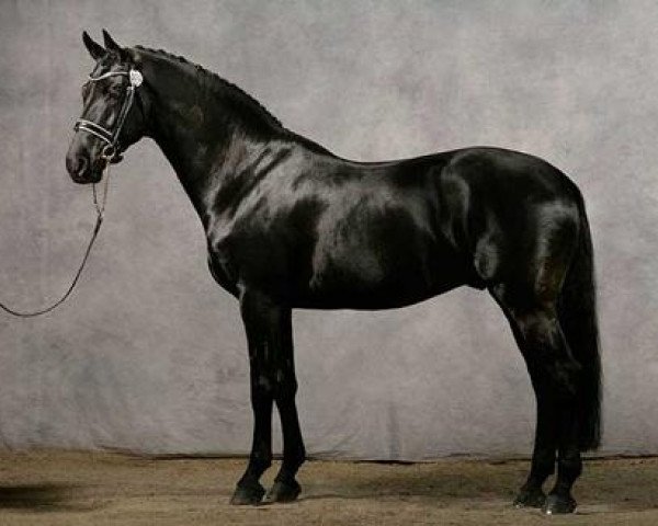 stallion Obelisk (KWPN (Royal Dutch Sporthorse), 1996, from Matador)