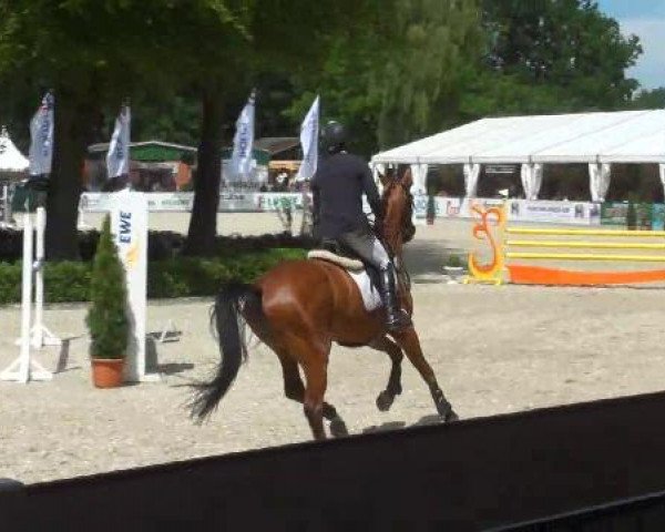 jumper Pamero 4 (Hanoverian, 2007, from Perigueux)