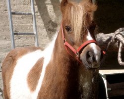 Pferd Lollypop (Finnisches Warmblut, 1992, von Vincent van Rijswijk)