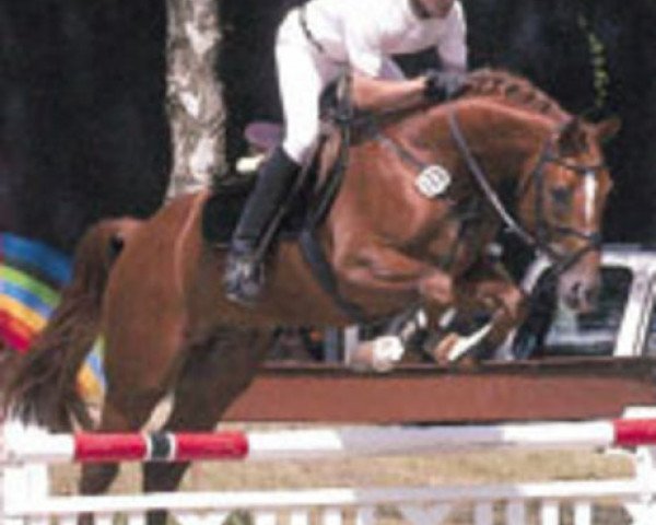 horse Edgar (Hanoverian, 1999, from Espri)