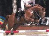 stallion Edgar (Hanoverian, 1999, from Espri)