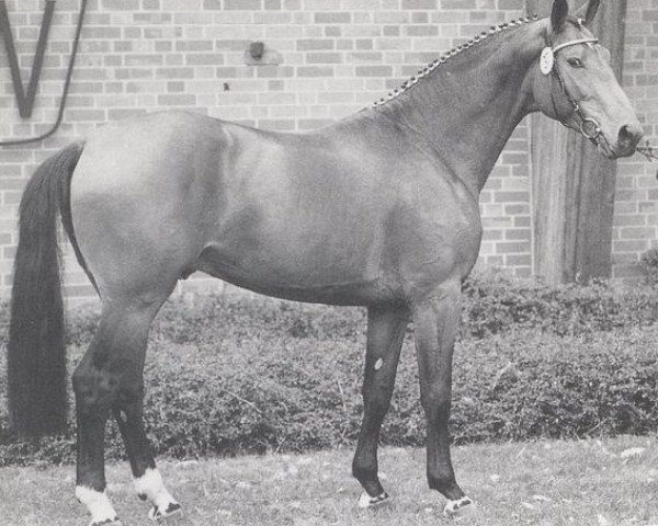 stallion Ehrenmarsch (Westphalian, 1991, from Ehrentusch)