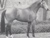 stallion Ehrenmarsch (Westphalian, 1991, from Ehrentusch)