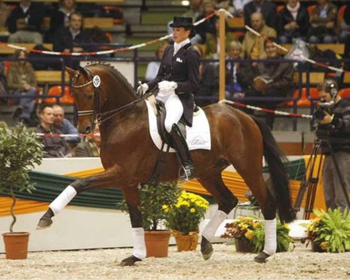 Deckhengst Connery (Trakehner, 1998, von Buddenbrock)