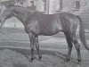 stallion Maigraf xx (Thoroughbred, 1948, from Gundomar xx)