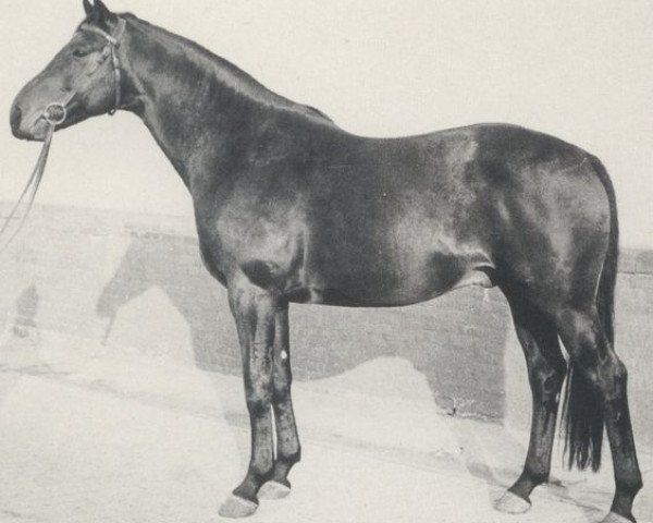 stallion Madras I (Hanoverian, 1967, from Maigraf xx)