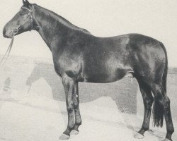 stallion Madras I (Hanoverian, 1967, from Maigraf xx)