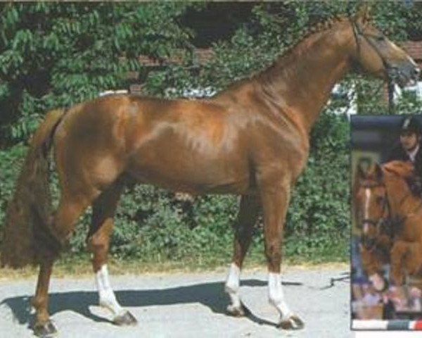 stallion Venu du Theil (Selle Français, 1987, from Starter)