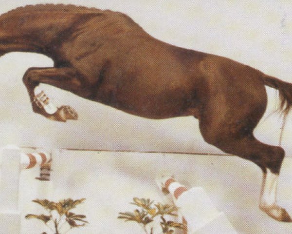 stallion Parlando I (Westphalian, 1985, from Paradox I)