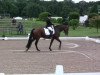 dressage horse Sargon 9 (Westphalian, 2004, from Show Star)