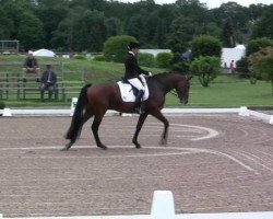 dressage horse Sargon 9 (Westphalian, 2004, from Show Star)