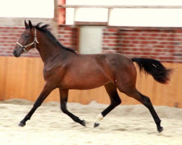 dressage horse Fortunaswald (Westphalian, 2009, from Florencio I)