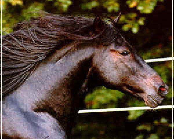 stallion Altivo KCO (Peruvian Paso, 1990, from Lonzano)