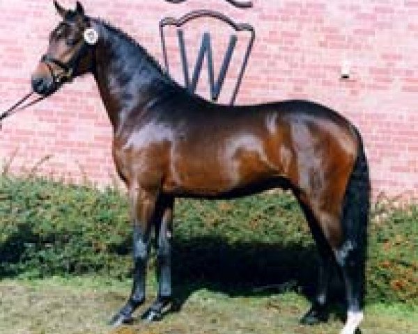 stallion Rubiloh (Hanoverian, 1997, from Rubinstein I)