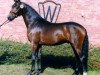 stallion Rubiloh (Hanoverian, 1997, from Rubinstein I)
