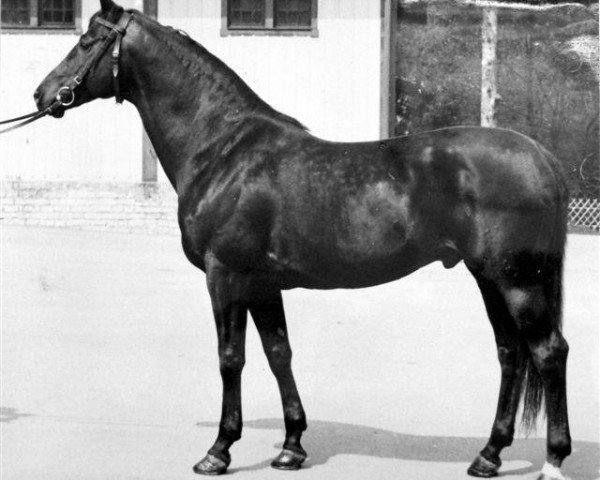 stallion Feldspat (Trakehner, 1970, from Persaldo)