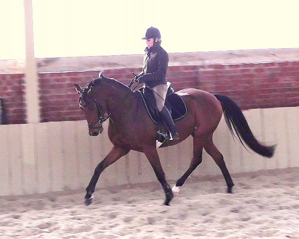 Dressurpferd Ballerinaswald (KWPN (Niederländisches Warmblut), 2006, von Flemmingh)