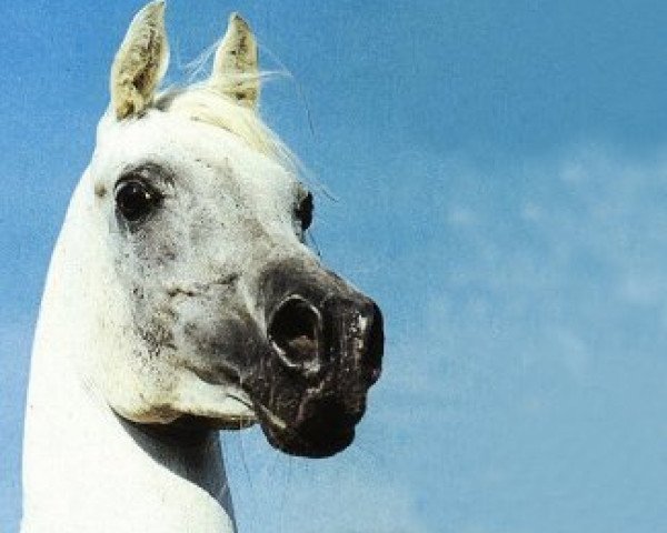 stallion Mahomed 1968 ox (Arabian thoroughbred, 1968, from Hadban Enzahi 1952 EAO)